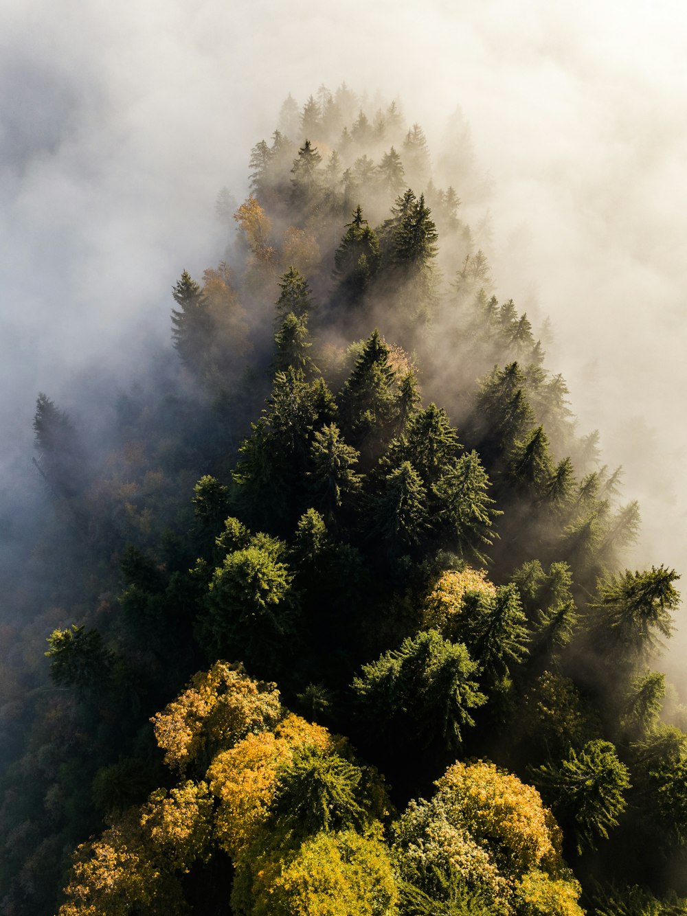 green trees on mountain