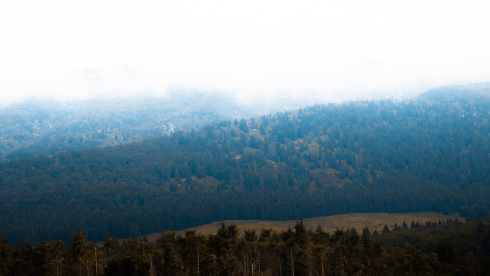 bird's eye view photography of forest trees