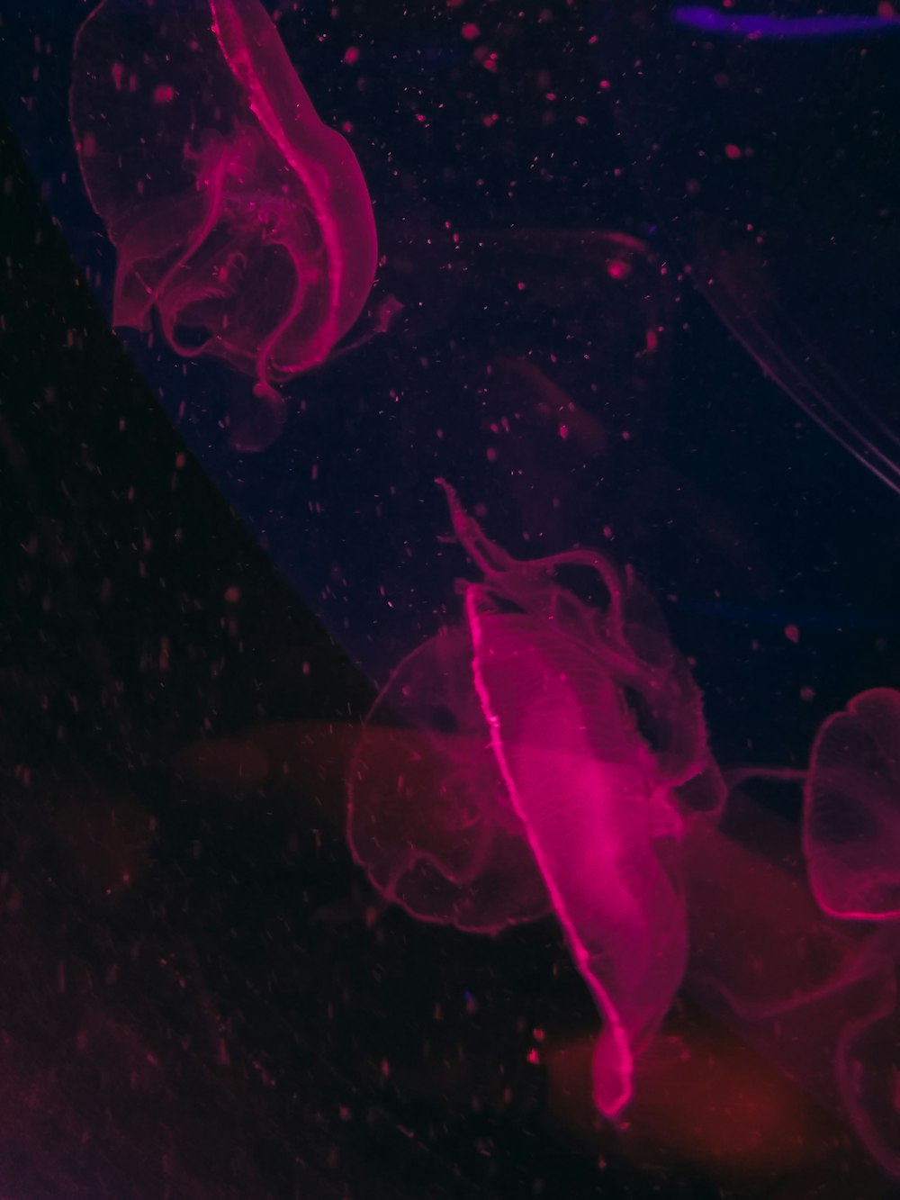 medusa rosa