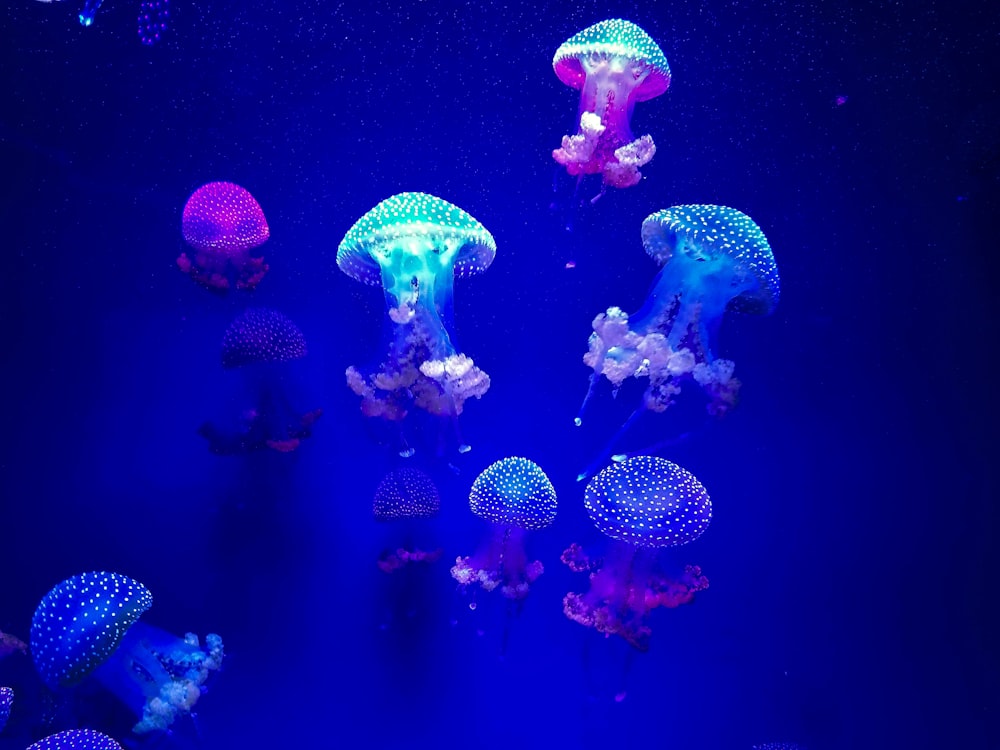 group of jellyfish underwater