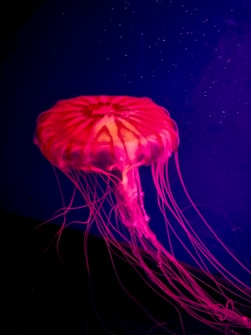 A vibrant, translucent jellyfish with long trailing tentacles drifts against a deep blue background. The body of the jellyfish glows with pink and orange hues, creating a striking contrast.