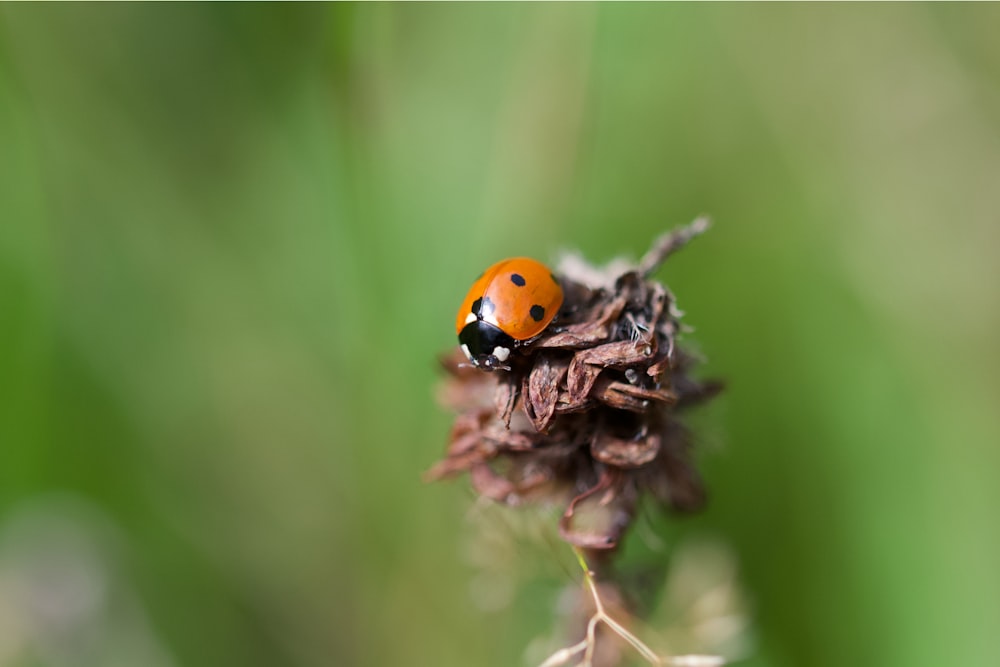 orange and black beetle on brown plant