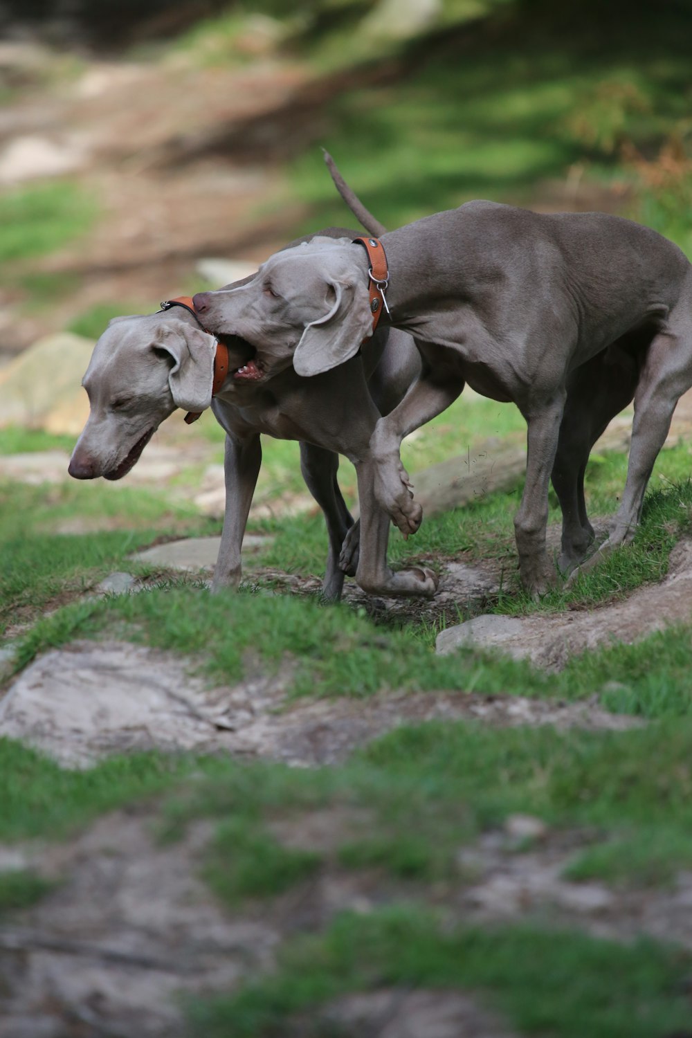 two short-coated grey dogs