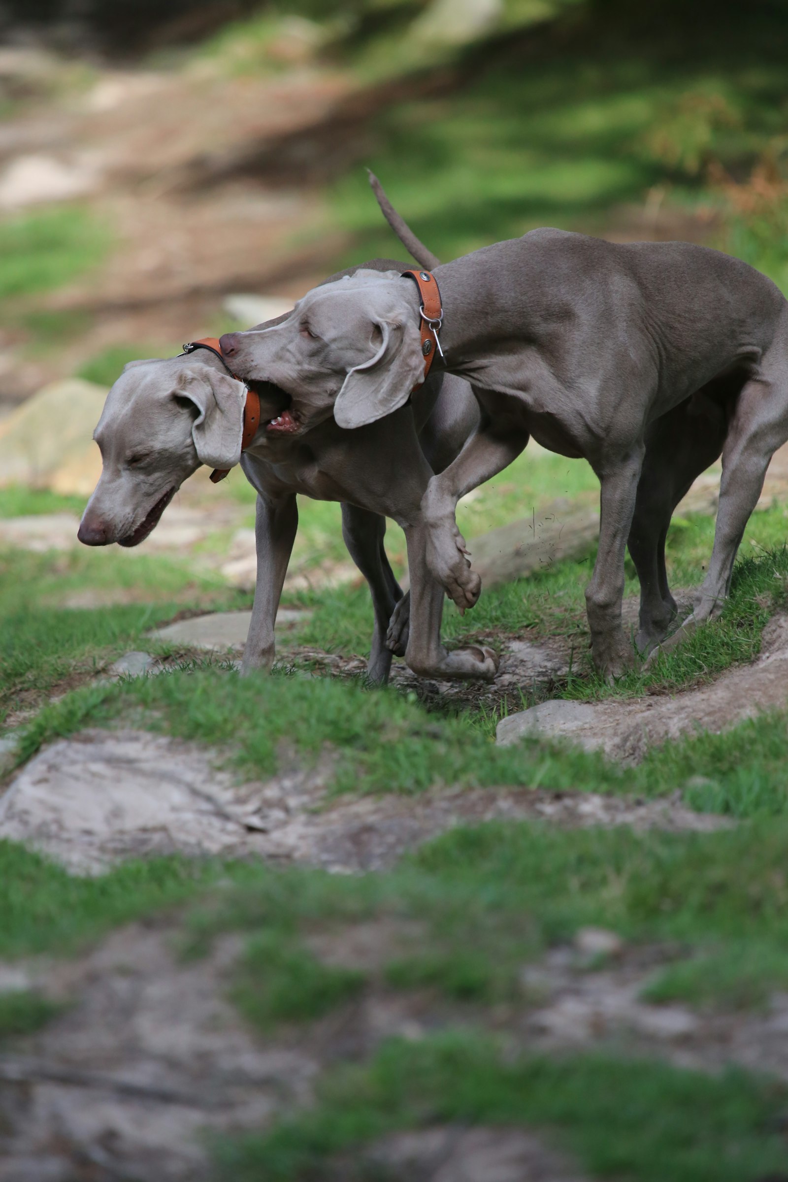 Canon EOS 6D + Canon EF 100-400mm F4.5-5.6L IS USM sample photo. Two short-coated grey dogs photography