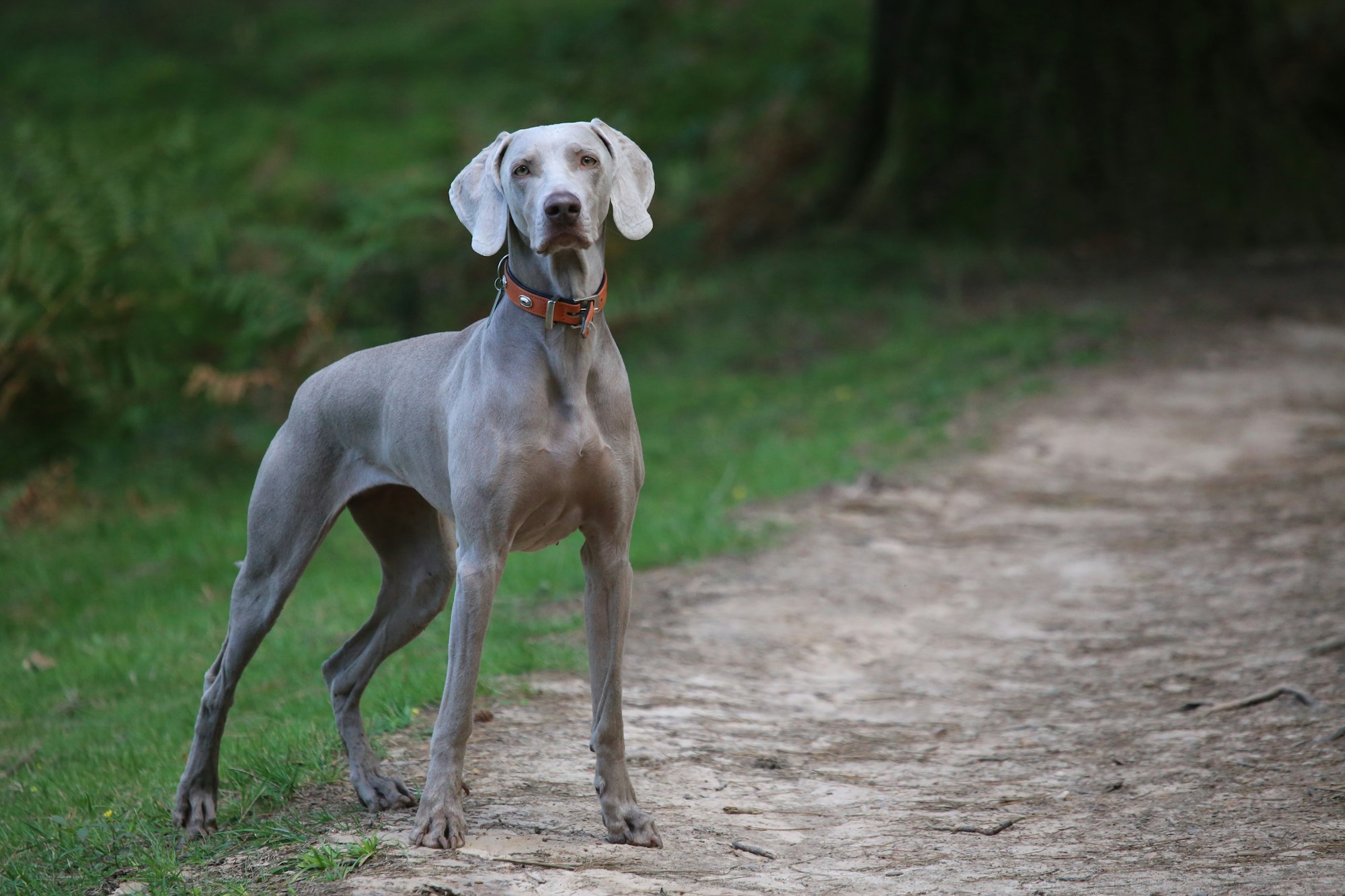adult grey dog on dirt road