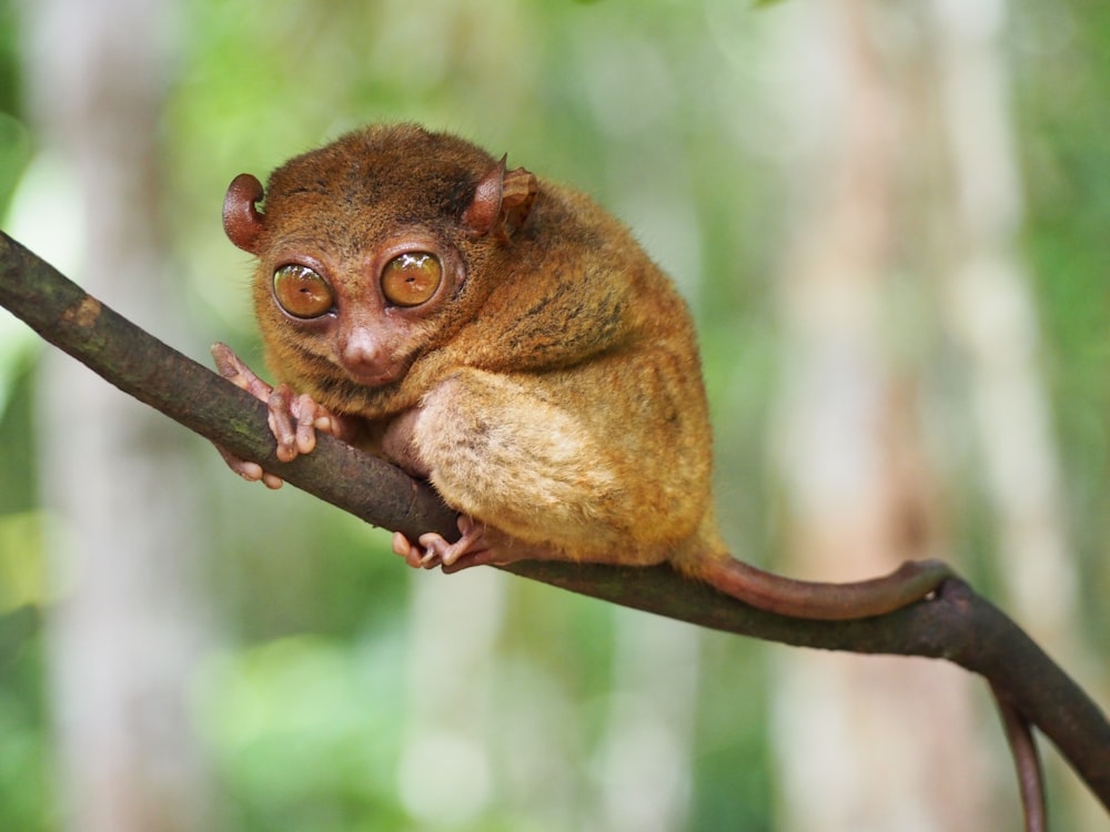 brown tarsier on branch