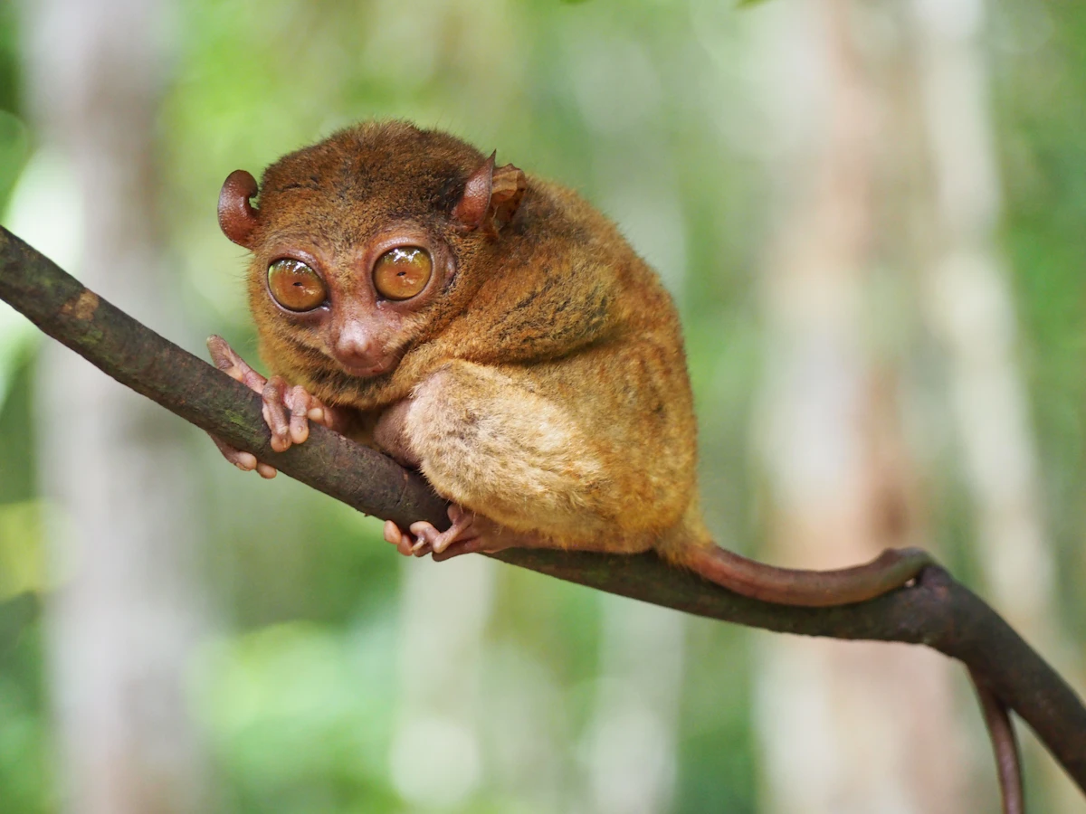 Tangkoko Rainforest Reserve Tarsier & Black Macaque Night Safari