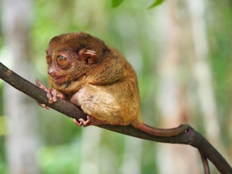 Brown Tarsier in Philippines
