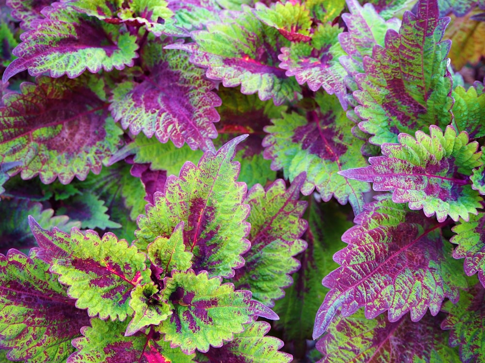 green and purple leaf plants