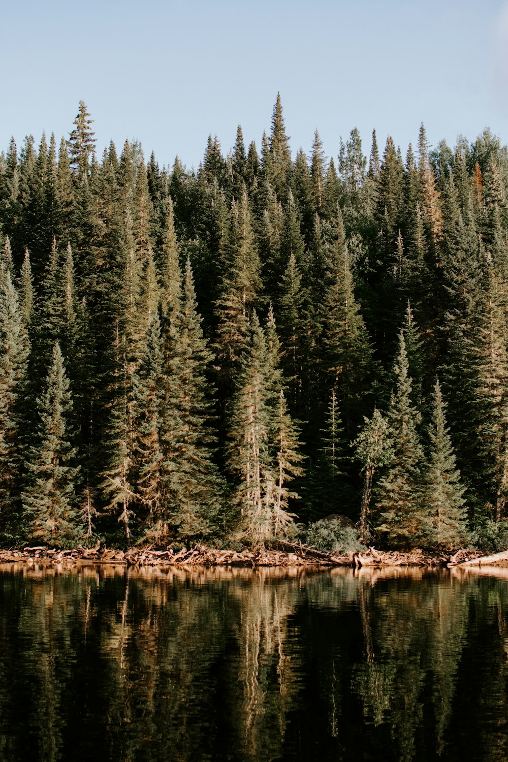 green-leaved trees near body of water