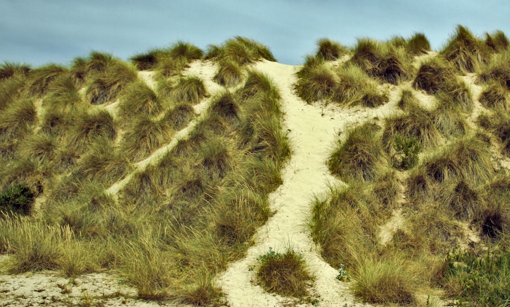 green grass and brown sand