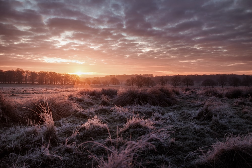 grey and white forest trees during sunrise