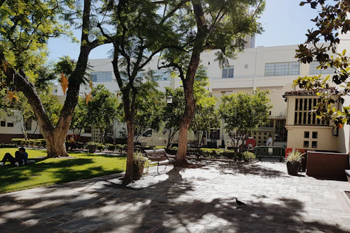 Law college courtyard with students discussing cases under shaded trees