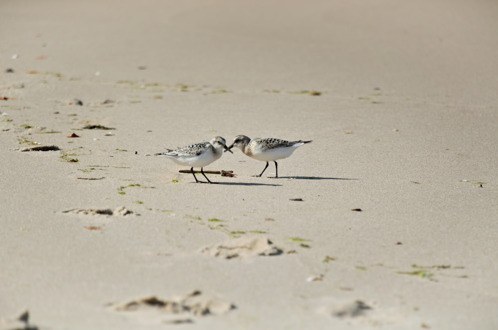 two white-and-black birds on sand