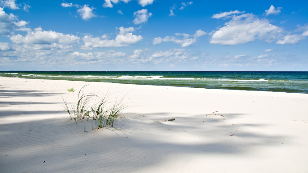 green grass growing on white sand near sea water