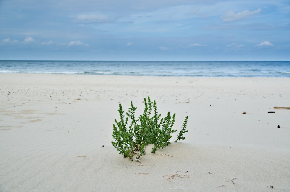green sea plant