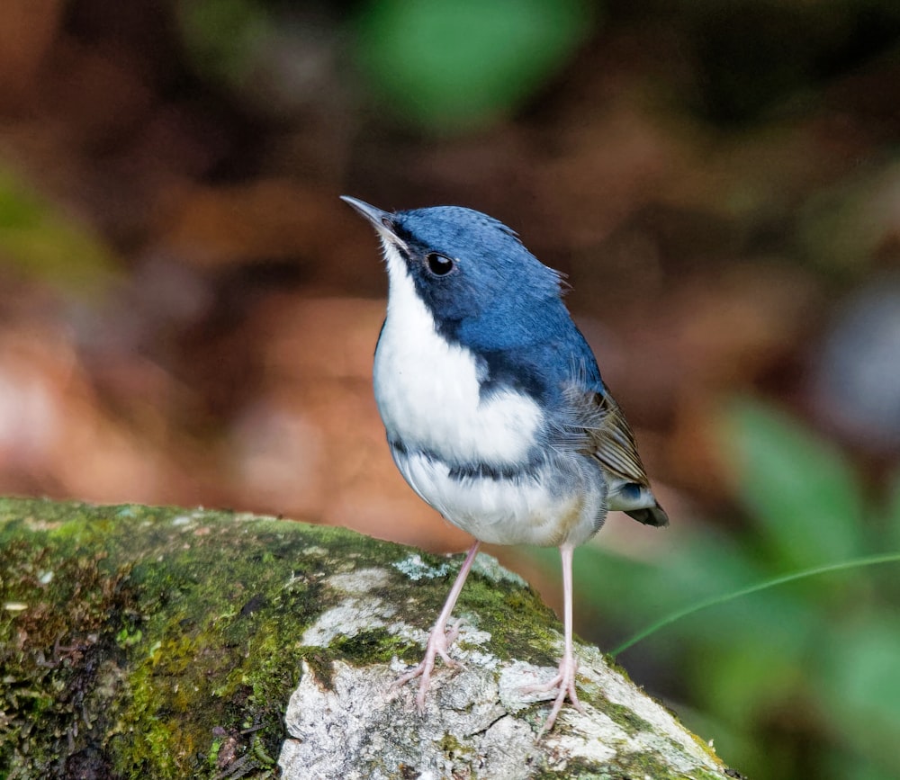 blue, white, and brown jay bird