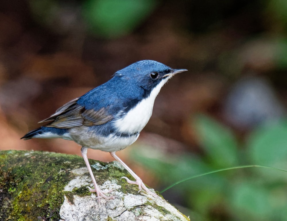 blue and white bird