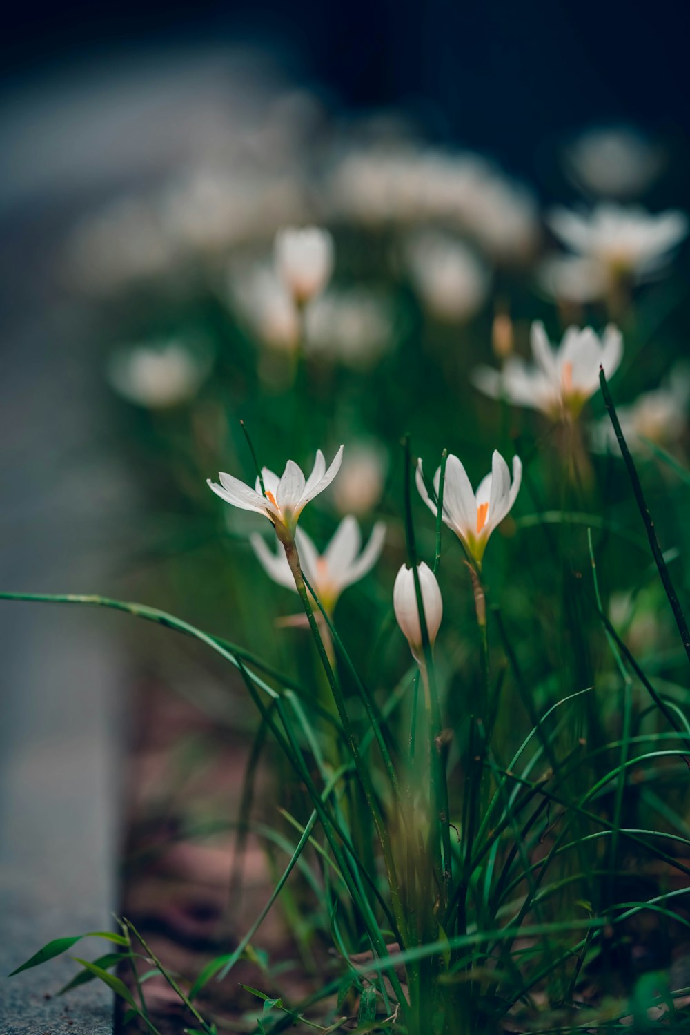 selective focus photo of white flowers