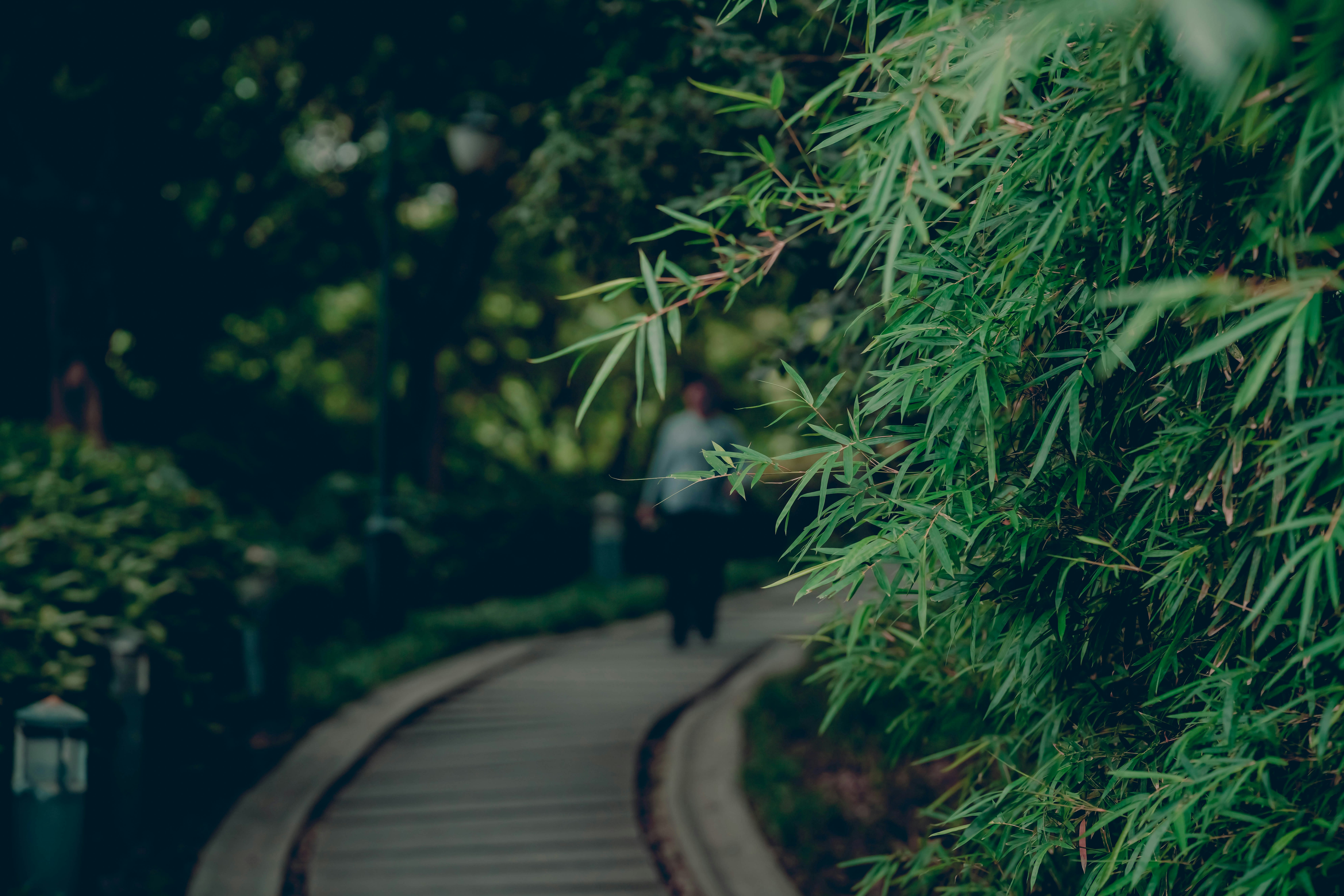 man walking between trees