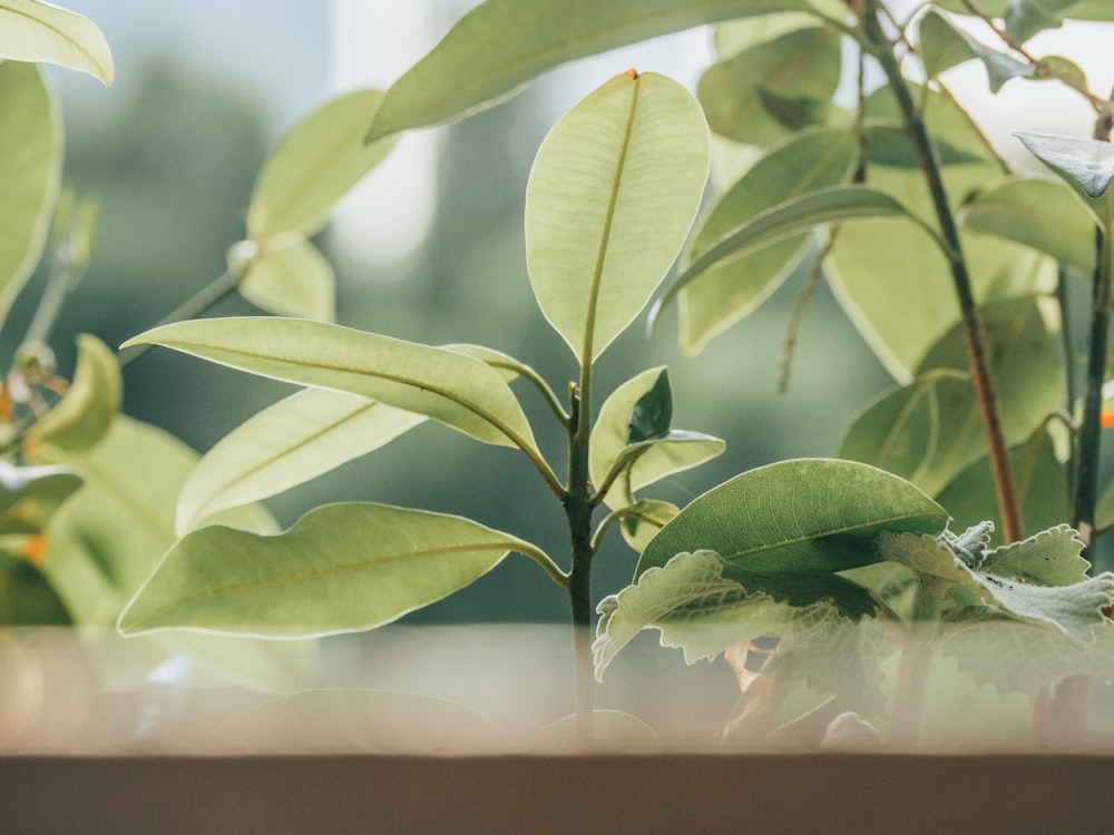 green leaf plant