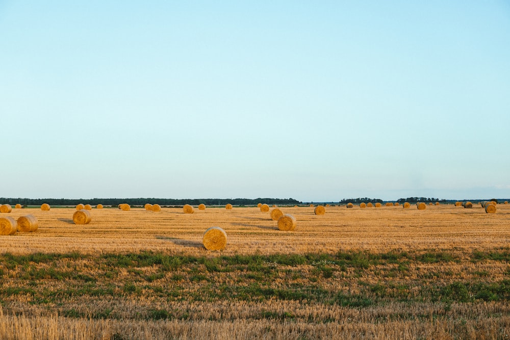 green grass field