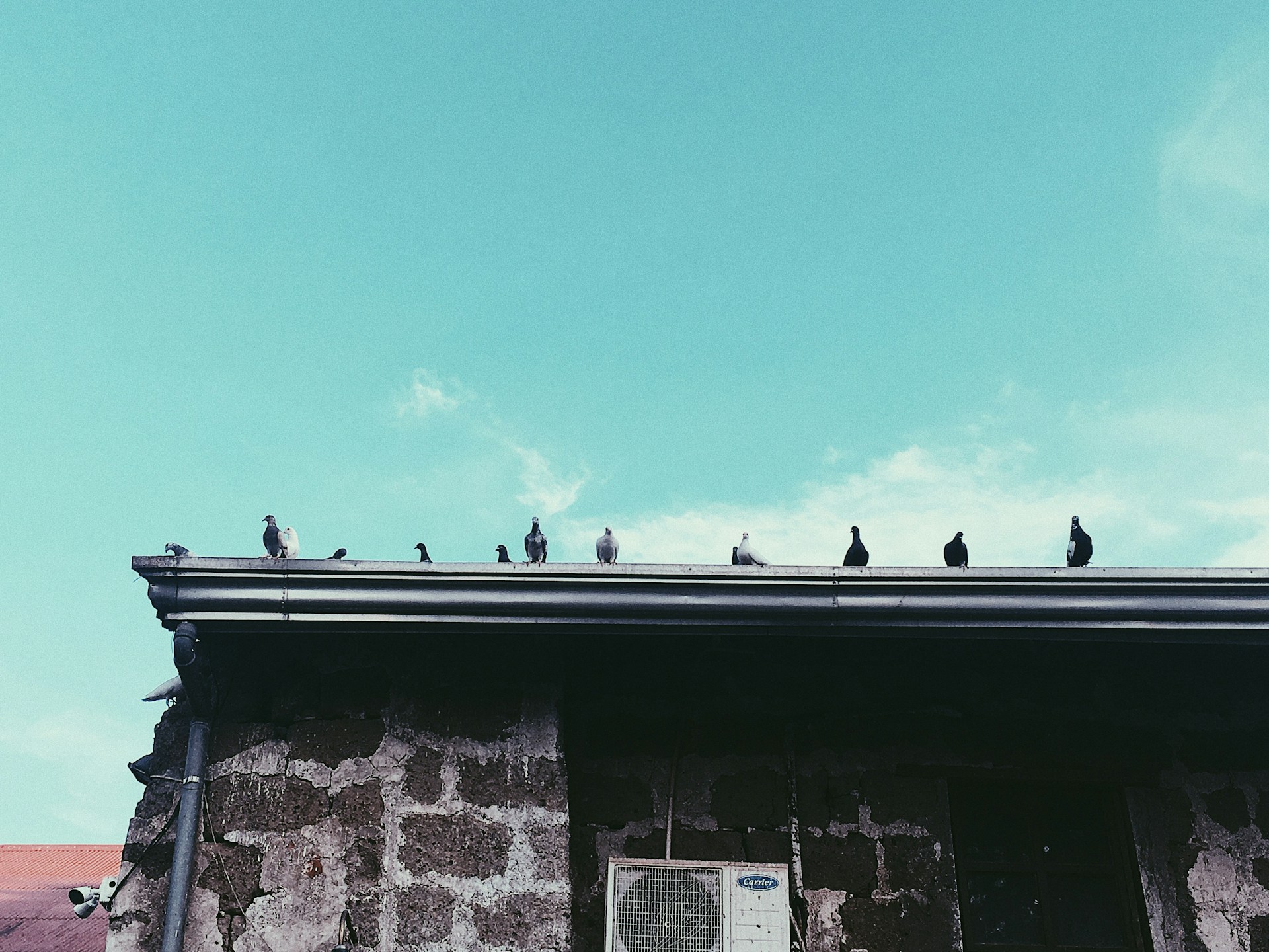 low-angle photography of pigeons on roof
