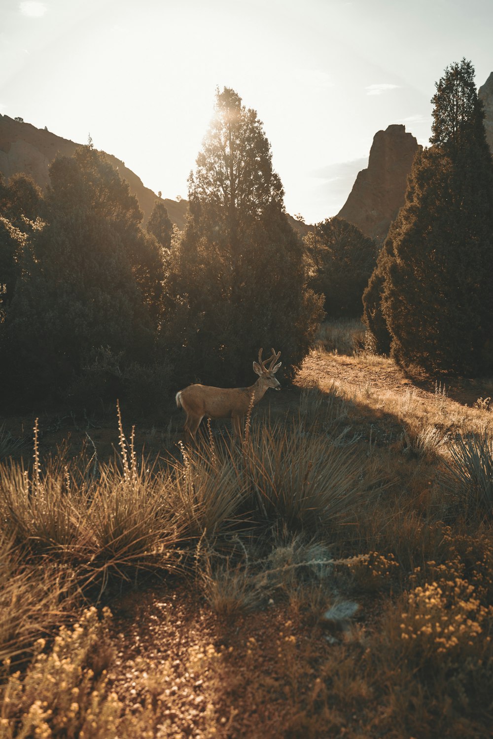 brown deer near trees