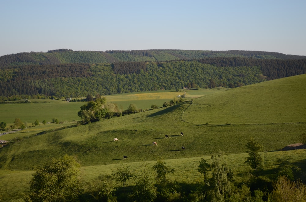 aerial photo of grass field