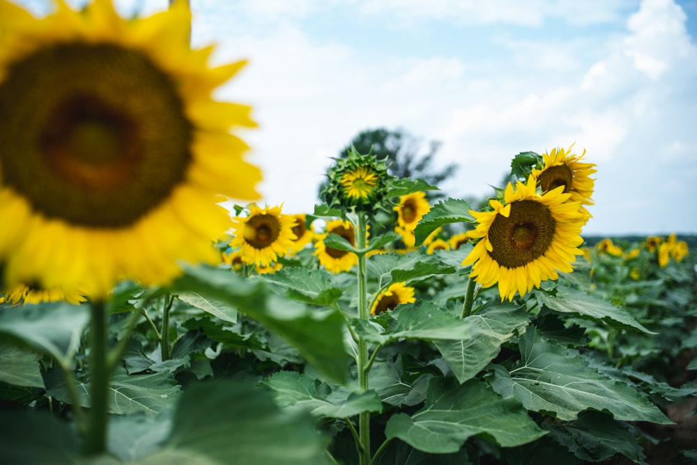 yellow sunflowers