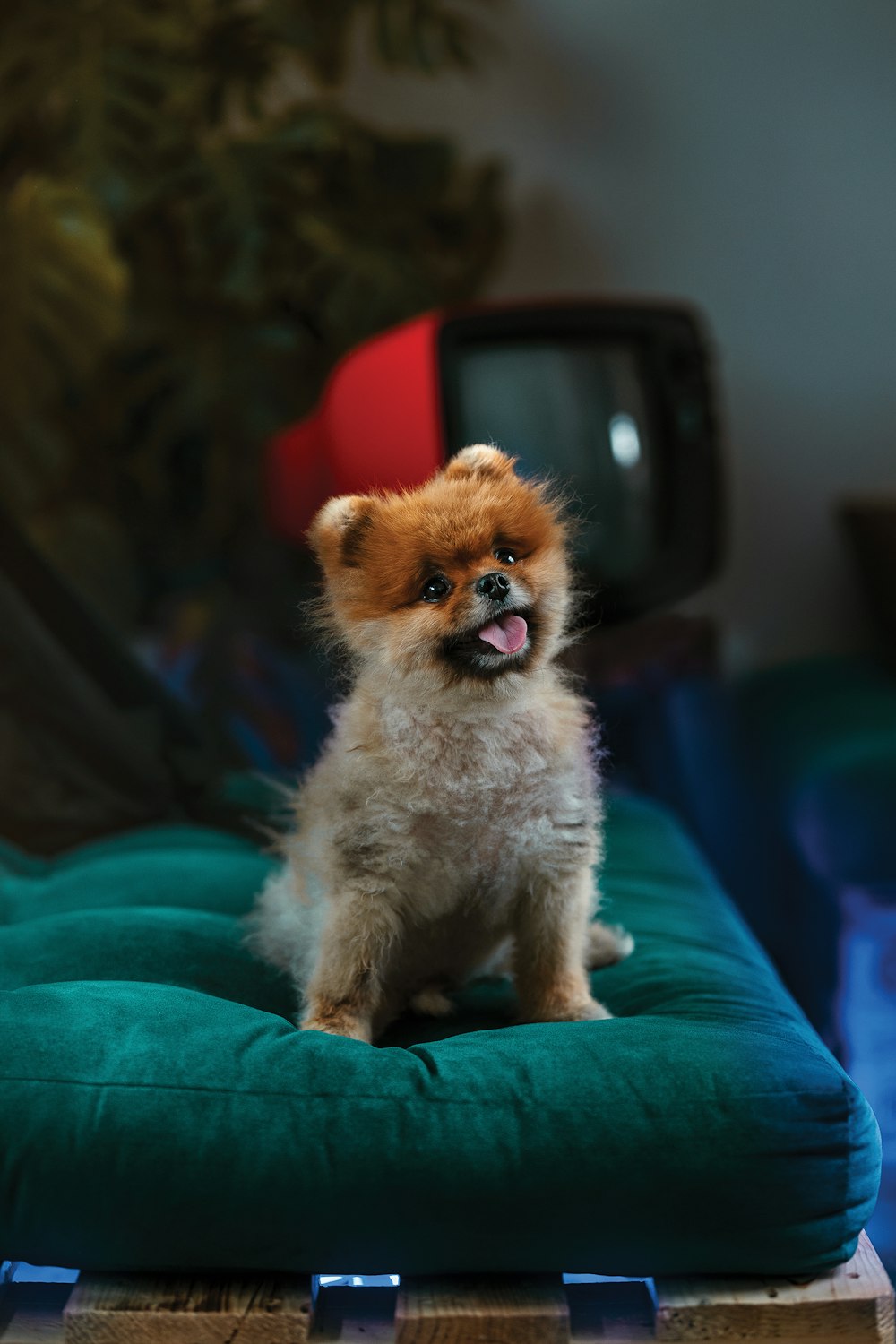 brown and white short coated puppy on green mattress