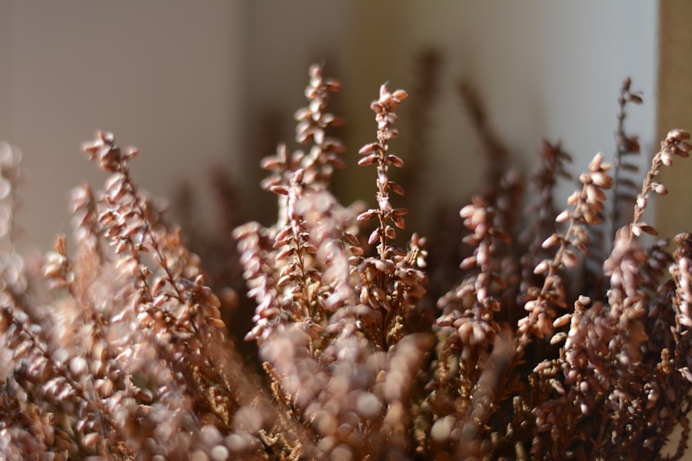 selective focus photography of brown-leafed plants