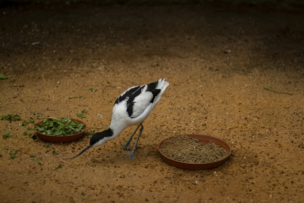 white and black bird