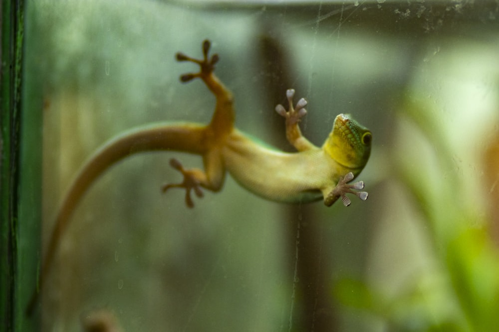 Lagarto verde sobre panel de vidrio transparente