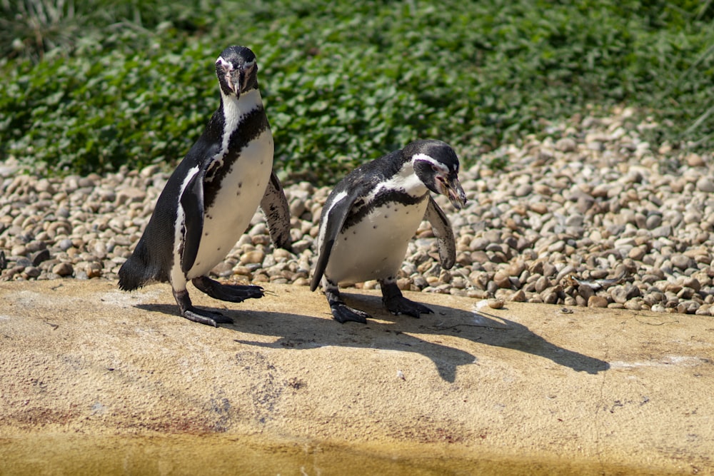 two penguins beside body of water