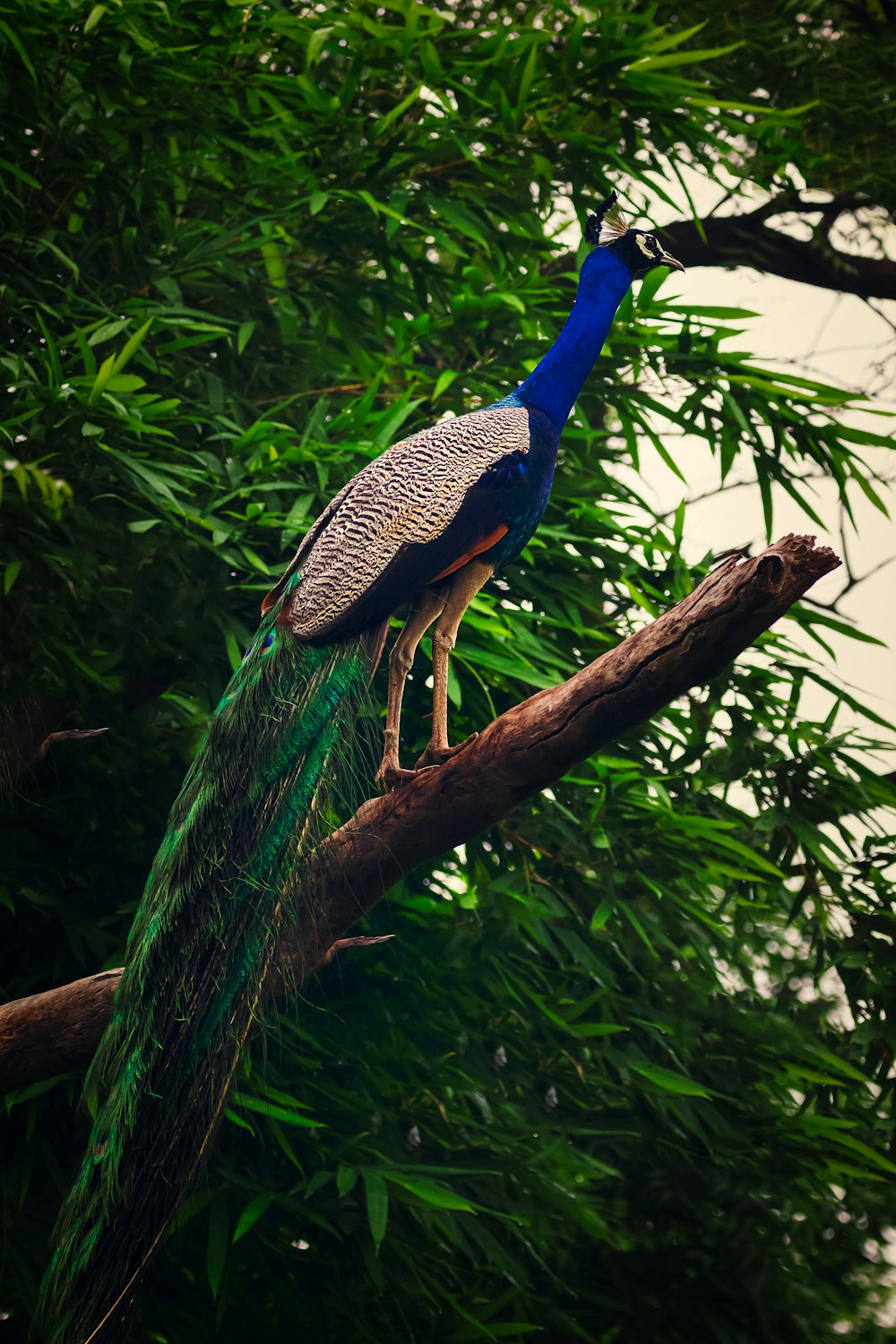 peacock perching on tree branch