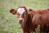 A young brown calf with a white patch on its forehead is looking directly at the camera. The calf has yellow tags in its ears and is standing on a lush green pasture.