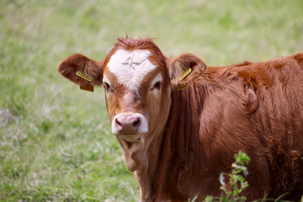 A young brown calf with a white patch on its forehead is looking directly at the camera. The calf has yellow tags in its ears and is standing on a lush green pasture.
