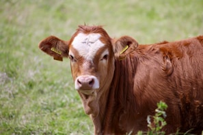 A young brown calf with a white patch on its forehead is looking directly at the camera. The calf has yellow tags in its ears and is standing on a lush green pasture.