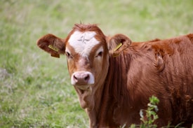 A young brown calf with a white patch on its forehead is looking directly at the camera. The calf has yellow tags in its ears and is standing on a lush green pasture.