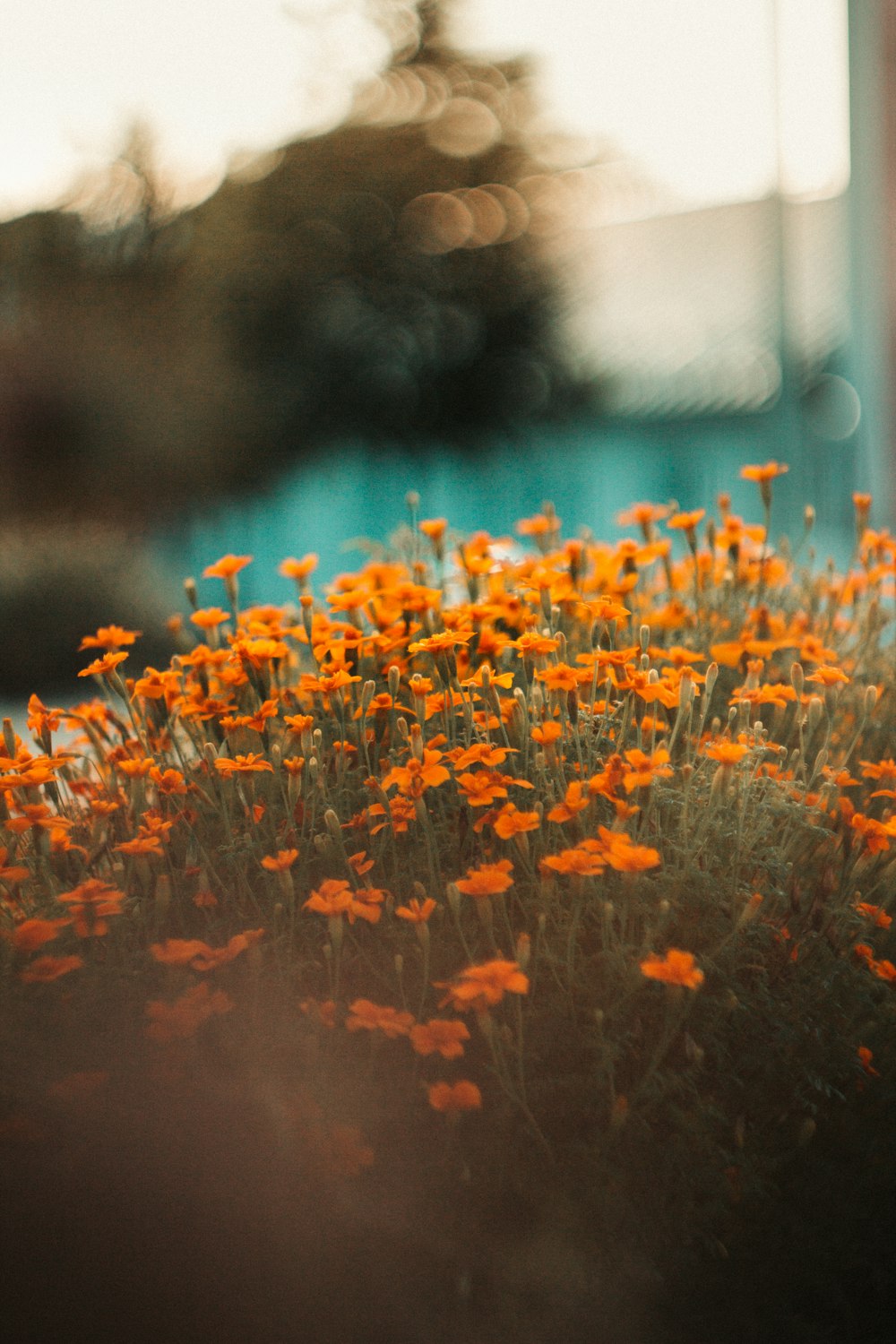 flor de pétala laranja flor fotografia de foco seletivo