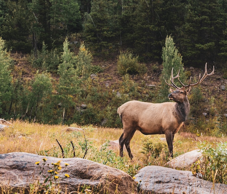 Bull elk in dense timber on a rainy morning during elk hunting season
