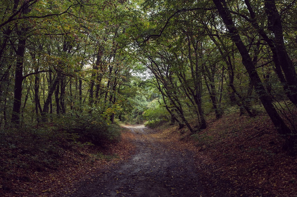 trees beside road