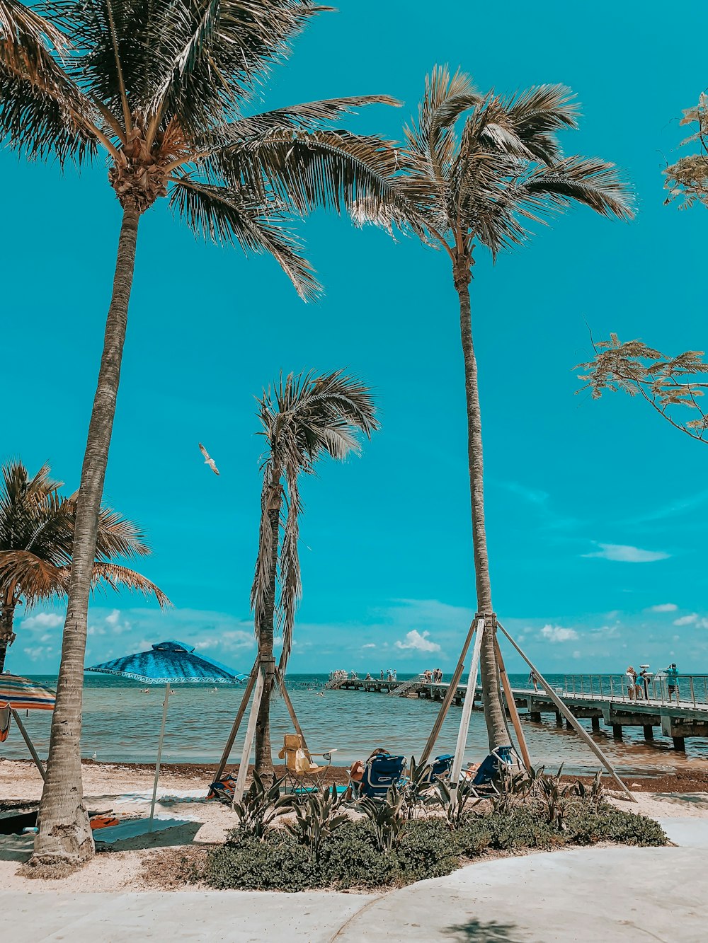 Foto de ángulo bajo de cocoteros al lado del mar