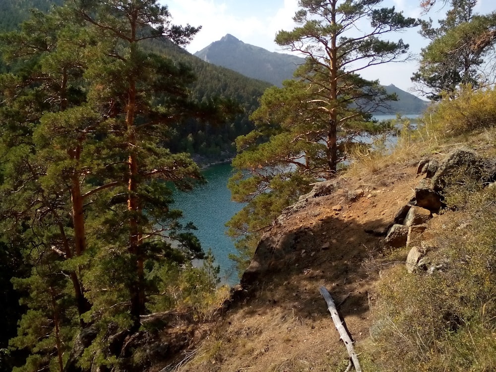 lake surrounded with tall and green trees viewing mountain during daytime