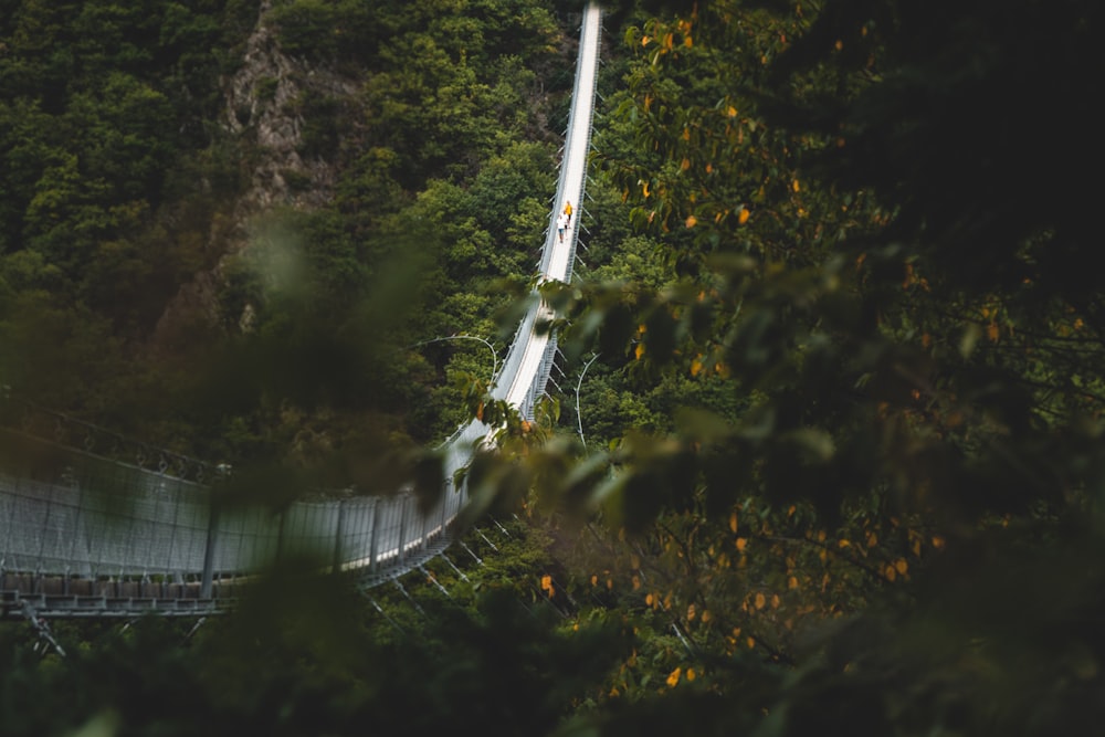 a suspension bridge in the middle of a forest