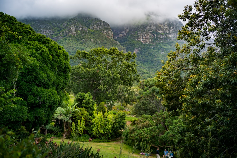 green forest across mountain