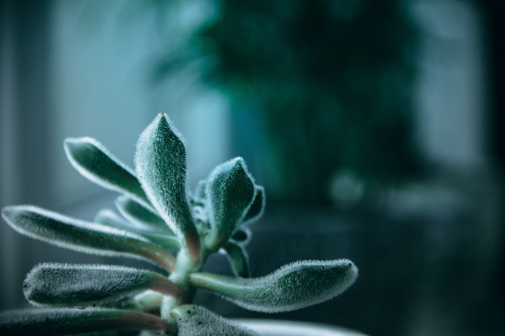 green succulent plant