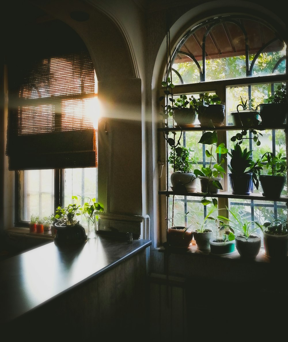 plant pots displayed on windows