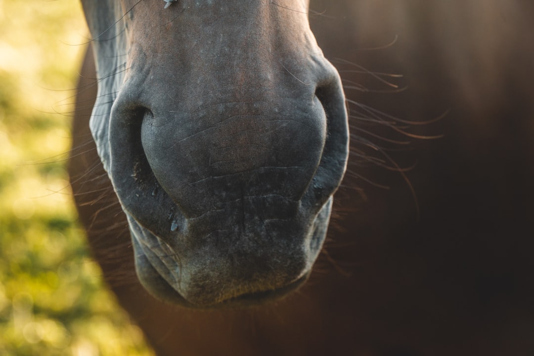 closed up photography of horse nose